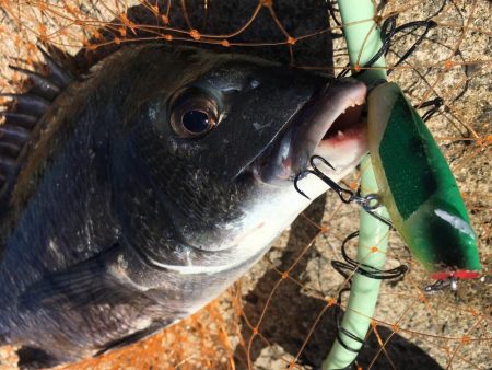 イワシの群れとチヌ